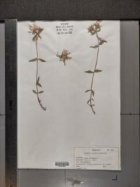 Phlox divaricata image
