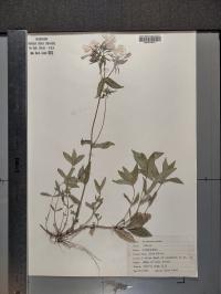 Phlox divaricata image