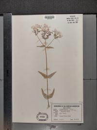 Phlox divaricata image