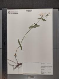 Phlox divaricata image