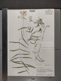 Phlox glaberrima image