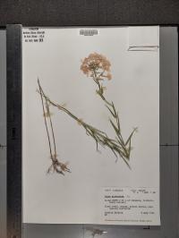 Phlox glaberrima image