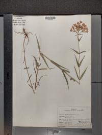Phlox glaberrima image