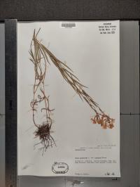 Phlox glaberrima image