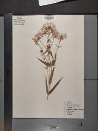 Phlox glaberrima image