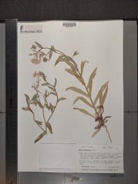 Phlox drummondii image