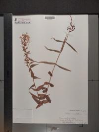Phlox maculata image