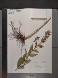 Phlox paniculata image