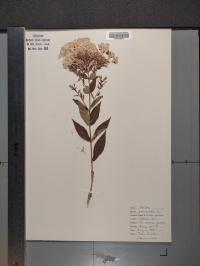 Phlox paniculata image