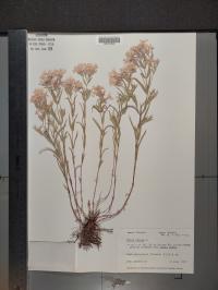 Phlox pilosa image