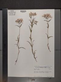 Phlox pilosa image