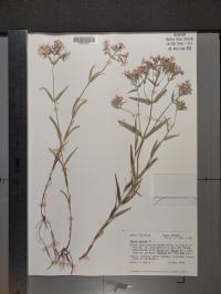 Phlox pilosa image