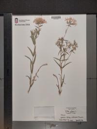 Phlox pilosa image