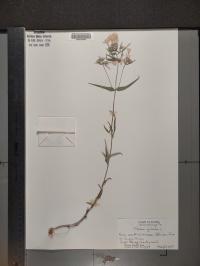 Phlox pilosa image