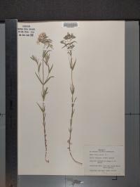 Phlox pilosa image