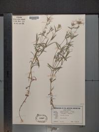 Phlox pilosa image