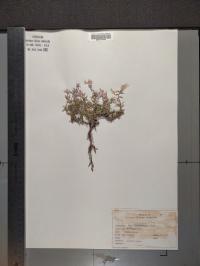 Phlox subulata image