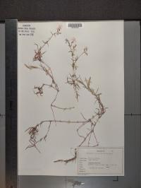 Phlox bifida image