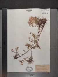 Phlox bifida image