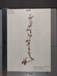 Phlox divaricata image