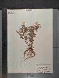 Phlox divaricata image