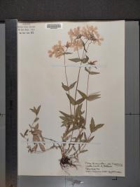 Phlox divaricata image