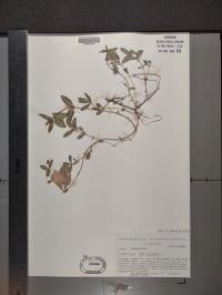 Phlox divaricata image