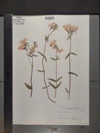 Phlox divaricata image