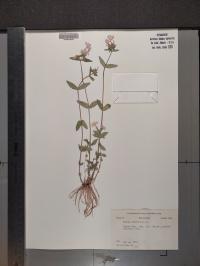 Phlox divaricata image