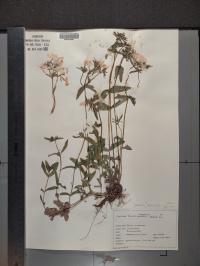 Phlox divaricata image