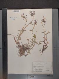 Phlox divaricata image