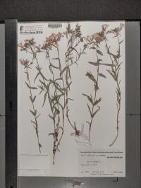 Phlox pilosa image