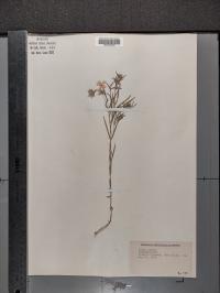 Phlox pilosa image