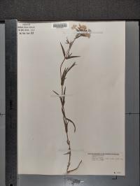 Phlox pilosa image