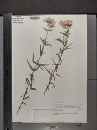 Phlox pilosa image