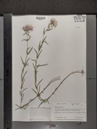 Phlox pilosa image
