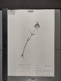Phlox pilosa image