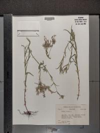 Phlox pilosa image
