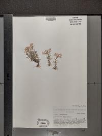 Phlox subulata image