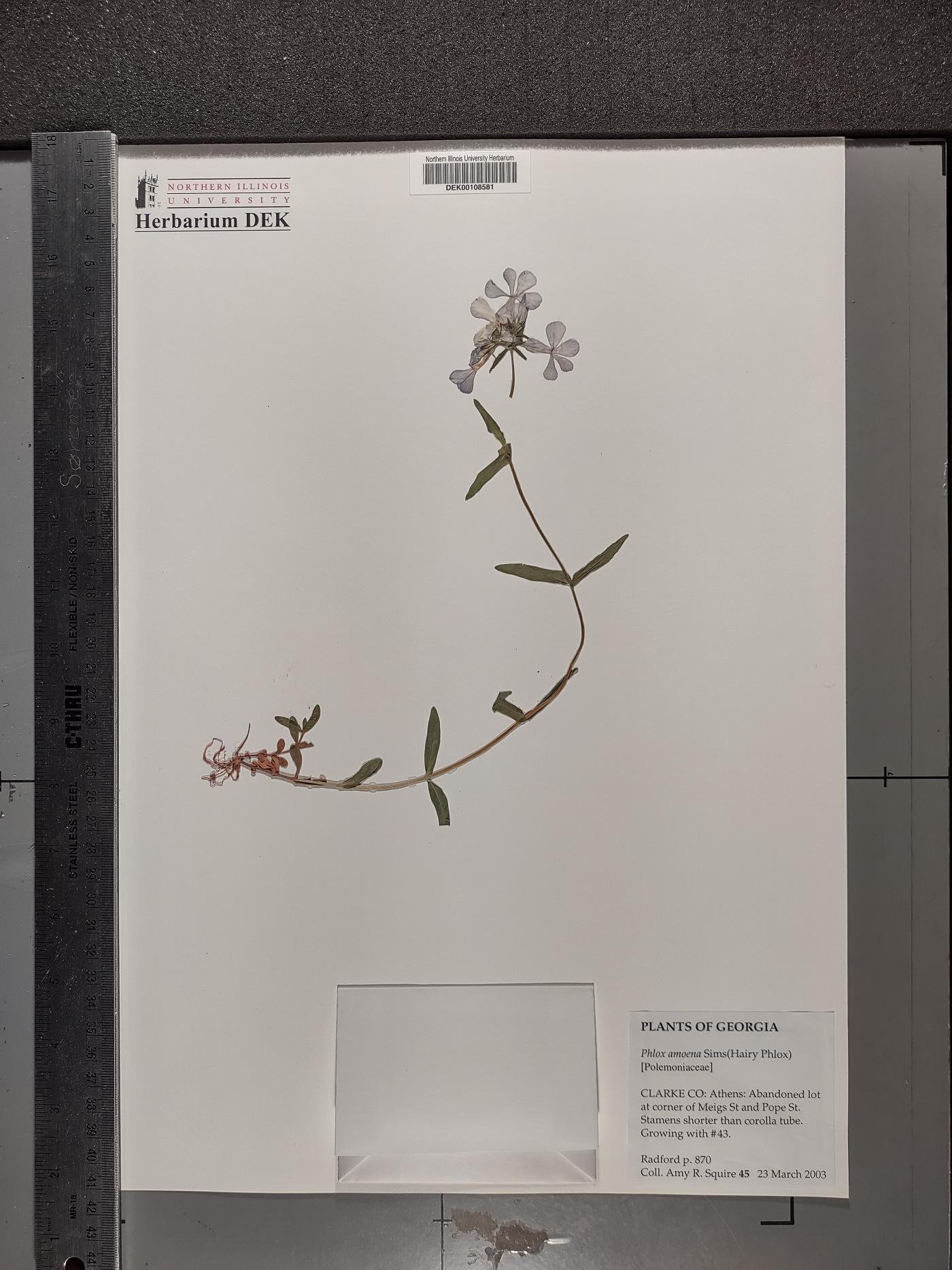 Phlox amoena image