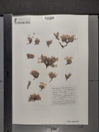 Phlox caespitosa image