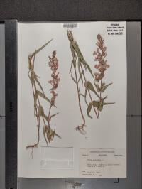 Phlox maculata image