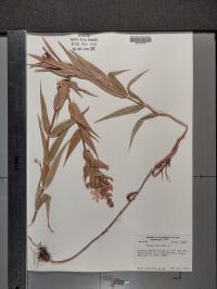 Phlox maculata image