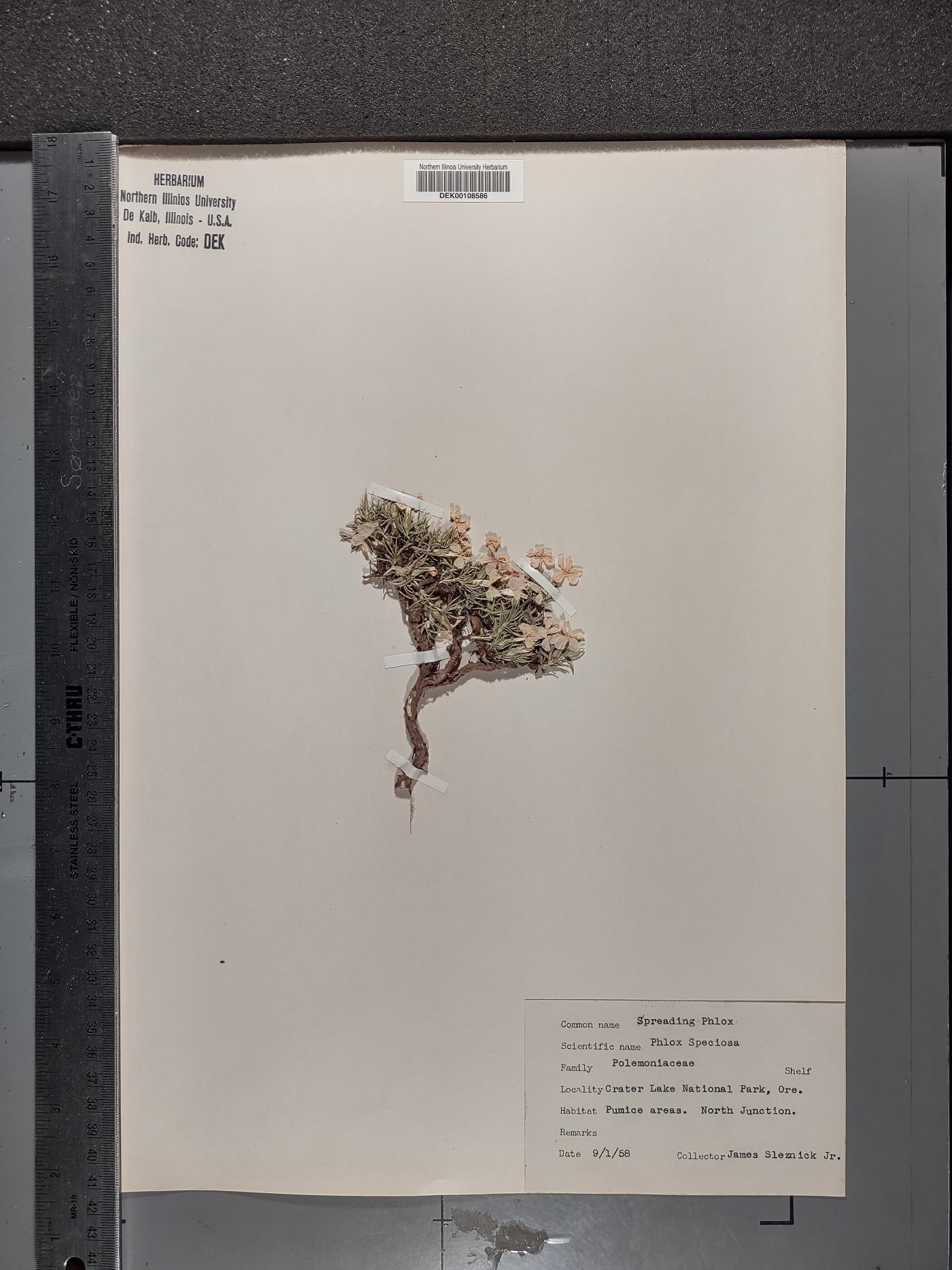 Phlox drummondii image