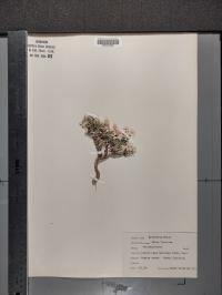 Phlox speciosa image