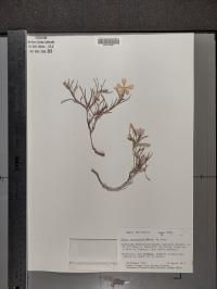 Phlox triovulata image