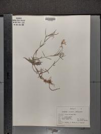 Phlox bifida image