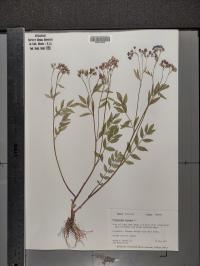 Polemonium reptans image