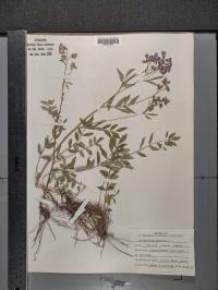 Polemonium reptans image