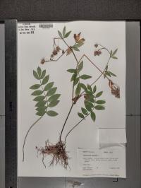Polemonium reptans image